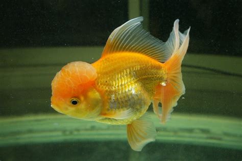 Free photo: Goldfish, Fish, Aquarium - Free Image on Pixabay - 1456247
