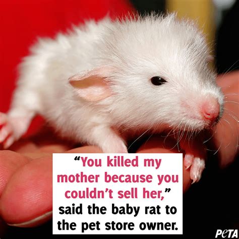 5 Exploited Baby Animals Who Want Their Mothers Back | PETA