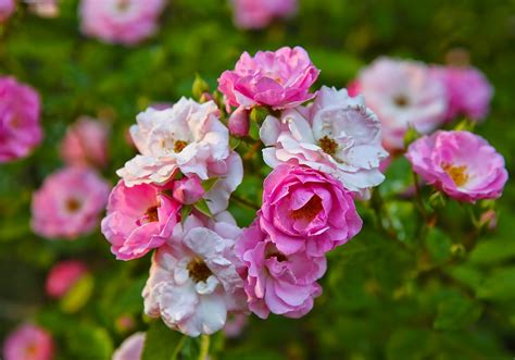 Sweet Southern Days: The Old Garden Roses Are Blooming