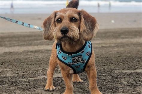 Beagle Poodle Mix: A Dog That Will Melt Your Heart