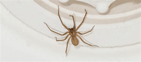 southern house spider vs brown recluse - Dahlia Hanes