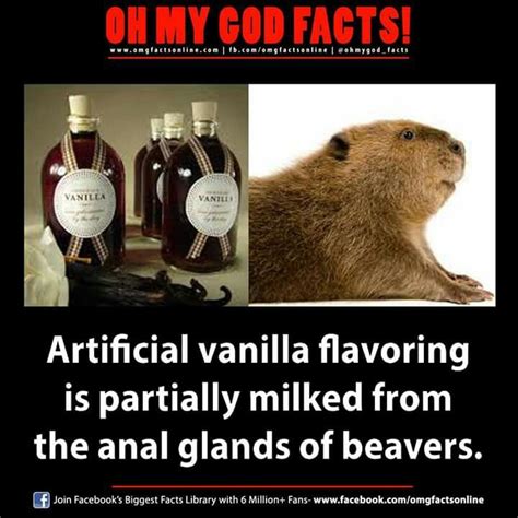 Artificial Vanilla & beavers. | Fun facts, What the fact, Facts