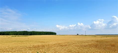 1.6 million acres of Great Plains grasslands were destroyed in 2021 alone, World Wildlife Fund says