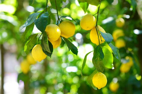 Bunch Of Fresh Ripe Lemons On A Lemon Tree Branch Stock Photo ...