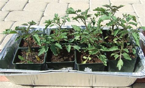 My Southern California Vegetable Garden: Two Month Old Cherry Tomato Seedlings