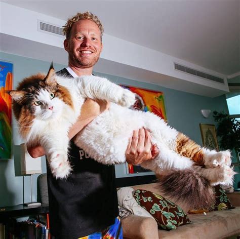 Meet Samson The Largest Cat In NYC Who Weighs 28 Lbs And Is Around 4 Feet In Length – Viral Cats ...