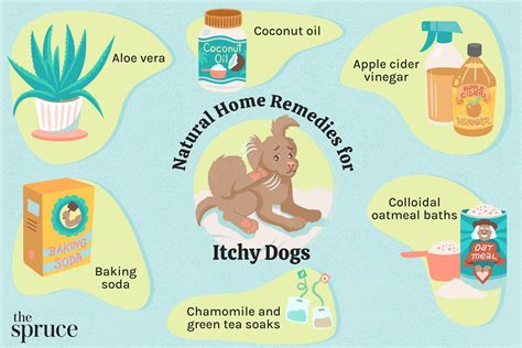 Can You Put Aloe Med On Dog Rash