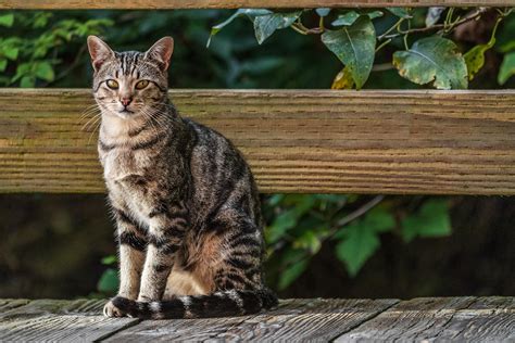 American Shorthair Cat: Characteristics, Color Varieties, Temperament