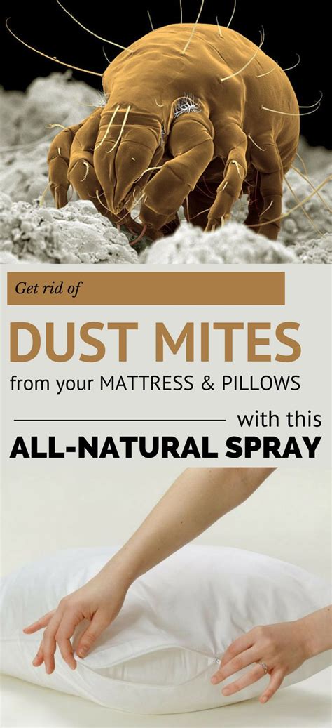 Get Rid of Dust Mites From Your Mattress and Pillows With This All ...