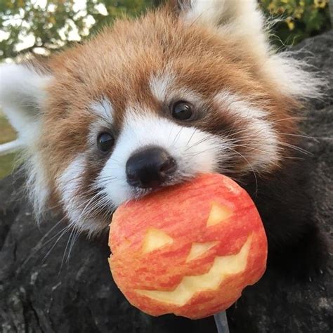 Trick or treat! (Photo by @aki_safariland on twitter) : redpandas | Red panda cute, Red panda ...