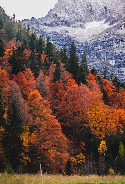 Premium Photo | Autumn forest in the mountains