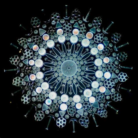 diatom artwork | Microscopic photography, Diatom, Patterns in nature