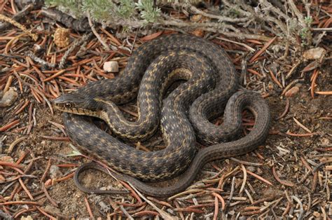 Wandering Garter Snake (Amphibians and Reptiles of Calgary) · iNaturalist