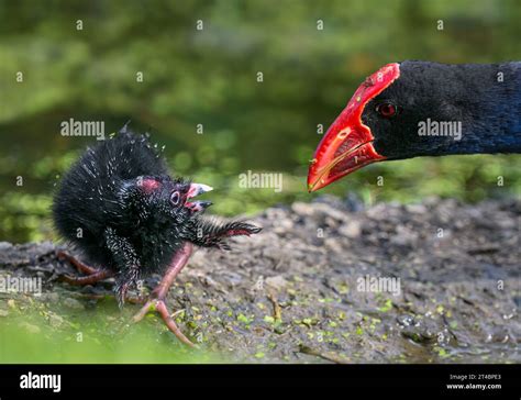 Baby Pukeko bird turning its head to greet mother Pukeko. Western Springs park, Auckland Stock ...