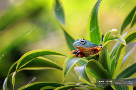 Closeup view of Javan tree frog sitting on a leaf — beauty in nature, traveling - Stock Photo ...