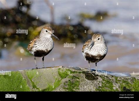 Two Dunlin in Breeding plumage Stock Photo - Alamy