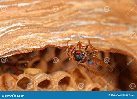 European hornet stock photo. Image of vapsik, hornet - 98466544