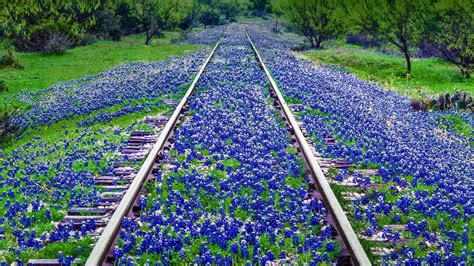 Texas Bluebonnets Wallpapers - Wallpaper Cave