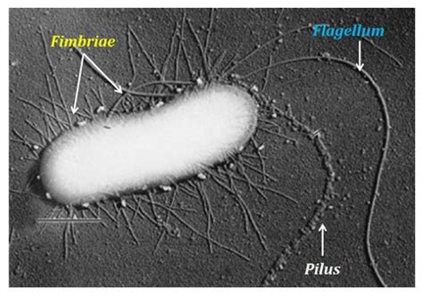 Bacterial Flagella, Fimbriae and Pili | easybiologyclass