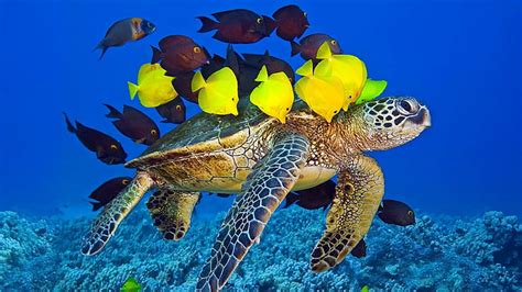 Online crop | HD wallpaper: sea turtle, marine biology, loggerhead ...