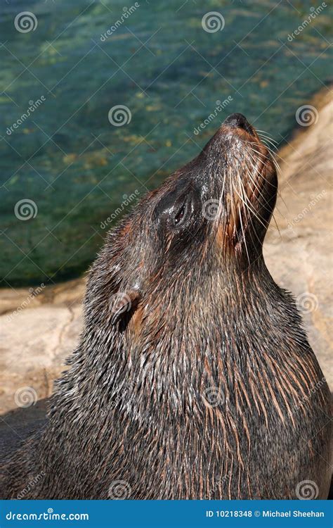 Cape Fur seal stock photo. Image of resting, heat, hunger - 10218348