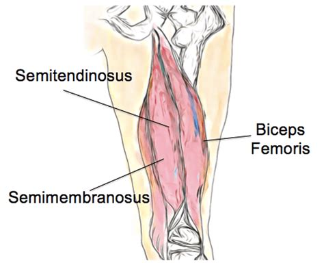 What is Hamstring Tears? What are the symptoms and causes? | Pain Free Health Clinic | Richmond ...