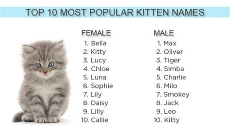 2012's most popular kitten names: Bella, Max and ... Kitty - TODAY.com