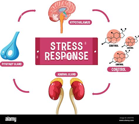 Stress response system scheme illustration Stock Vector Image & Art - Alamy