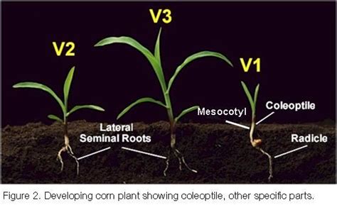 shows growth of mesocotyl during stages V1, V2, and V3 Field Corn, Corn Plant, Dekalb, Life ...