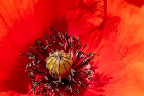 Poppy Flower Meaning and Symbolism: Remembrance and Beyond - SimplyBeyondHerbs