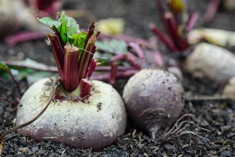 Great Beetroot Varieties to Grow | BBC Gardeners World Magazine