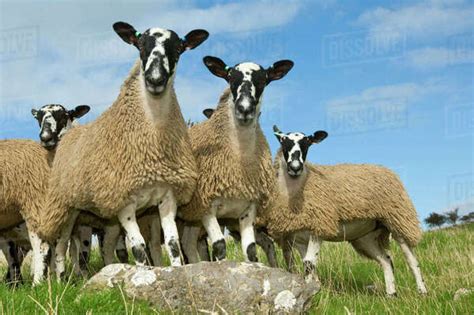 Livestock - Mule gimmer lambs on a green pasture. A mule is usually a ...