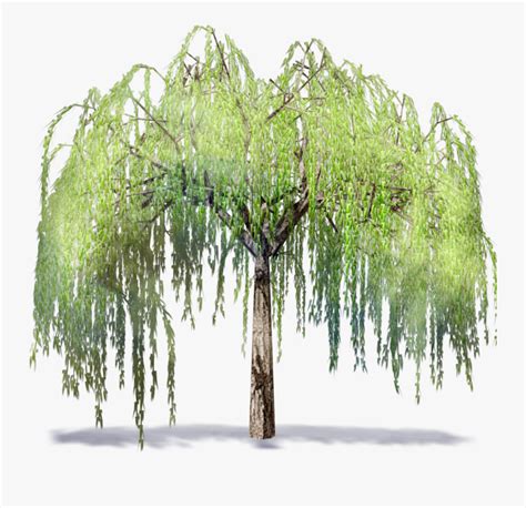 Willow Tree Png - Willow Tree Images Clip Art , Free Transparent Clipart - ClipartKey