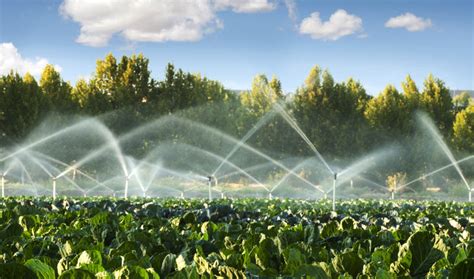 Best Irrigation System for Vegetable Garden in 2021