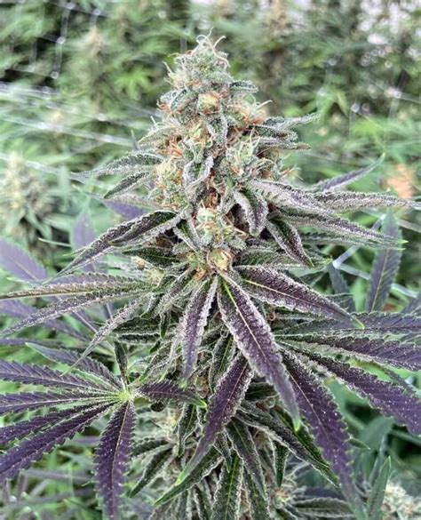 Lemon Tree Seeds - Seed Bank - Feminized Lemon Tree Marijuana Seeds