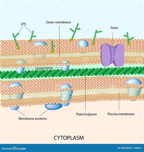 Gram Negative Bacterial Cell Wall Stock Vector - Illustration of cellular, antibiotics: 25522934