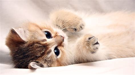 Cute Laptop, Aesthetic Cat HD wallpaper | Pxfuel