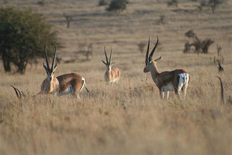 Gazelle feeding Photograph by Phillip Masters - Fine Art America