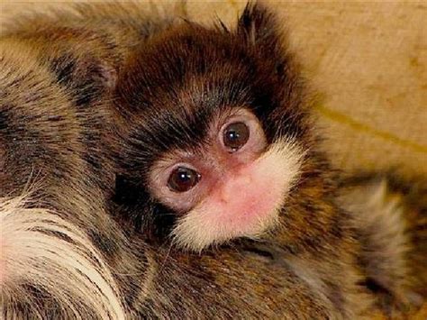 Super cute baby Emperor Tamarin Monkey | Zooborns, Newborn animals, Zoo babies