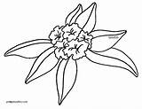 Rhododendron Coloring Page Pages sketch template
