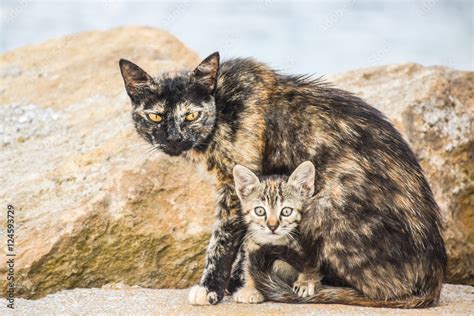 Mother Cat Protects Her Lovely Baby Kitten Outdoors Stock Photo | Adobe Stock