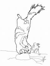 Free Printable Skunk Coloring Pages For Kids sketch template
