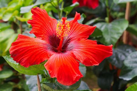 Hibiscus: 11 Facts About Malaysia's National Flower