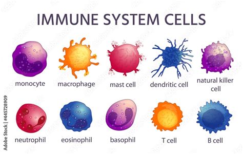 Immune system cell types. Cartoon macrophage, dendritic, monocyte, mast ...