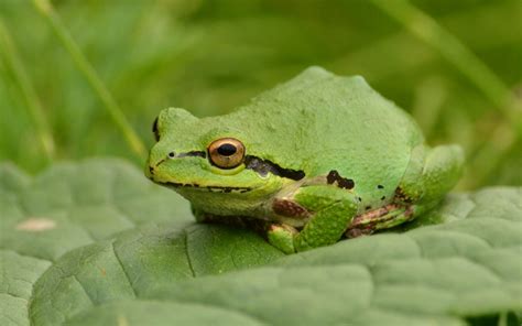 Woods Walks and Wildlife: Pacific Tree Frogs