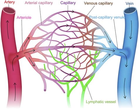 Vascular endothelial cell heterogeneity within the vascular tree.... | Download Scientific Diagram