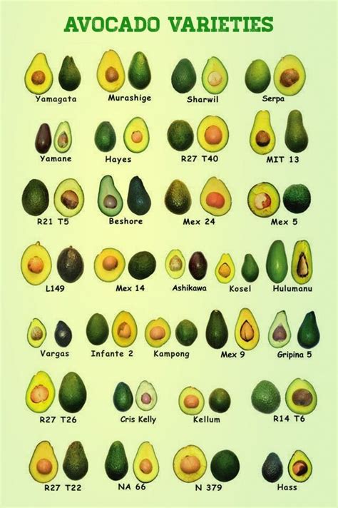 Types Of Avocado Trees