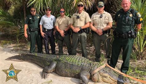 Massive 13-foot alligator captured in Florida