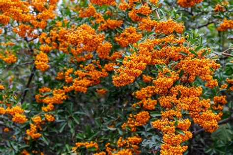 Pyracantha 'Firethorn': Grow This Plant To Enliven An Otherwise Dull Evergreen Hedge ...