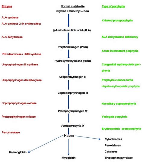 Porphyria cutaneous tarda causes, symptoms, diagnosis & treatment